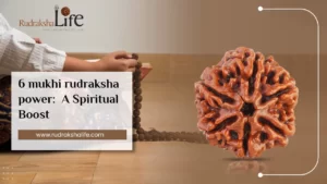 6 Mukhi Rudraksha