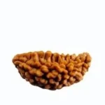 1 Mukhi Kaju Rudraksh